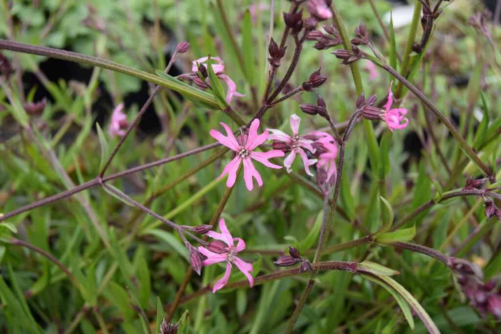 Lychnis flos-cuculi ---